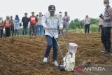 Solok Selatan targetkan tanam sorgum 9.000 hektare