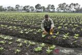 Petani merawat sayur jabung di Kampung Bojong Salam, Kecamatan Banyuresmi, Kabupaten Garut, Jawa Barat, Selasa (22/11/2022). Petani setempat bisa memanen sayur jabung sebanyak 28-30 ton per hektare dalam waktu dua bulan untuk kebutuhan kebutuhan pasar di Jakarta dan Pontianak dengan harga Rp5 ribu per kilogram. ANTARA FOTO/Adeng Bustomi/agr