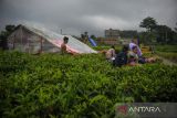 Warga korban bencana gempa mengungsi di areal perkebunan teh di Kampung Barukaso, Desak Sukamulya, Kabupaten Cianjur, Jawa Barat, Rabu (23/11/2022). Badan Nasional Penanggulangan Bencana (BNPB) mencatat hingga Selasa (22/11/2022) pukul 17.00 WIB, korban jiwa akibat gempa Cianjur mencapai 268 serta yang sudah terindentifikasi 122 jenazah dan korban hilang sejumlah 151 orang. ANTARA FOTO/Raisan Al Farisi/agr