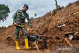 Anggota TNI bersama anjing pelacak melakukan pencarian korban tertimbun longsor akibat gempa di Kampung Cijedil, Cugenang, Kabupaten Cianjur, Jawa Barat, Sabtu (26/11/2022). Pencarian menggunakan anjing pelacak gabungan TNI dan Polri tersebut ditujukan untuk mempercepat  proses pencarian korban yang masih tertimbun longsor. ANTARA FOTO/Raisan Al Farisi/agr