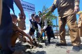 PLN tanam ratusan pohon di Pantai Ma'ruf Amin Pariaman