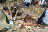 Akibat alih fungsi hutan, dua individu  orang utan masuk permukiman warga di Seruyan