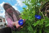 Pembuatan Teh Daun Telang Di Jambi