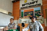 Hingga November 2022 produksi sapi di BPTU-HPT capai 390 ekor