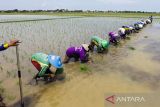 Buruh tani menanam padi di lahan sawah di Desa Brondong, Pasekan, Indramayu, Jawa Barat, Selasa (29/11/2022). Kementerian Pertanian menargetkkan produksi padi pada 2023 mencapai 54,50 juta ton dengan menggenjot program penguatan produksi pangan, nilai tambah dan daya saing industri, riset dan inovasi ilmu pengetahuan dan teknologi dan pendidikan dan pelatihan. ANTARA FOTO/Dedhez Anggara/agr