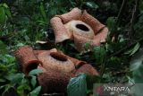 Dua bunga Rafflesia arnoldi mekar di Bengkulu Selatan