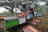 Pekerja menyusun rumah buatan bagi lebah madu (Apis mellifera) saat panen di tempat budi daya lebah madu Sabak, Merbau, Tanjungjabung Timur, Jambi, Selasa (29/11/2022). Madu hasil budi daya lebah yang dijual mulai Rp80 ribu sampai Rp100 ribu per kilogram itu produksinya turun hingga 80 persen karena musim hujan atau dari rata-rata 3,9 ton per bulan menjadi sekitar 800 kilogram dalam tiga bulan terakhir. ANTARA FOTO/Wahdi Septiawan/nym.