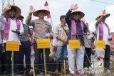 Solok Selatan menuju sentra sorgum nasional