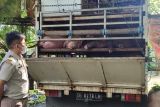 Karantina Balipapan cegah masuk 26 hewan ternak babi tanpa sertifikat
