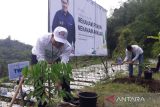 Candi Borobudur dihijaukan dengan menanam 800 pohon