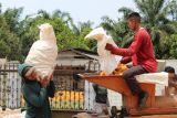 Pemprov Lampung intensifkan mekanisasi pertanian