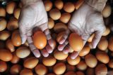 Kepala BKKBN menganjurkan konsumsi telur untuk cegah stunting pada anak