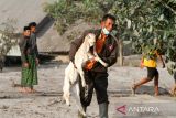 Warga mengevakuasi kambing di atas timbunan material awan panas guguran (APG) Gunung Semeru di Dusun Kajar Kuning, Desa Sumberwuluh, Lumajang, Jawa Timur, Senin (5/12/2022). Akibat awan panas guguran Gunung Semeru tersebut puluhan rumah warga rusak dan ratusan warga mengungsi. ANTARA Jatim/Umarul Faruq/zk 