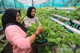 Anggota Kelompok Tani Wanita (KWT) memanen pakcoy di desa Tegalurung, Balongan, Indramayu, Jawa Barat, Kamis (8/12/2022). Pemerintah desa setempat mengupayakan pemberdayaan wanita melalui program budidaya sayuran dengan sistem hidroponik yang diharapkan dapat meningkatkan ketahanan pangan. ANTARA FOTO/Dedhez Anggara/agr