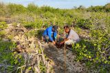 Nagekeo perkuat ekowisata daerah lewat pelestarian mangrove