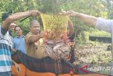 Desa Pandan Dulang OKU sukses budi daya ikan lele