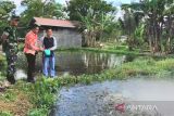 Pemasaran perikanan Kapuas rambah luar daerah