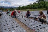 Pemprov Sulteng  dorong petani di Napu Poso perluas lahan hortikultura