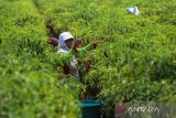 Petani memanen cabai merah di desa Widasari, Indramayu, Jawa Barat, Kamis (15/12/2022). Menurut petani, sejak sepekan terakhir harga cabai merah di tingkat petani di daerah tersebut mengalami kenaikan dari harga Rp15 ribu menjadi Rp20 ribu per kilogram. ANTARAFOTO/Dedhez Anggara/agr