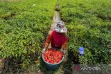 Petani memanen cabai merah di desa Widasari, Indramayu, Jawa Barat, Kamis (15/12/2022). Menurut petani, sejak sepekan terakhir harga cabai merah di tingkat petani di daerah tersebut mengalami kenaikan dari harga Rp15 ribu menjadi Rp20 ribu per kilogram. ANTARAFOTO/Dedhez Anggara/agr