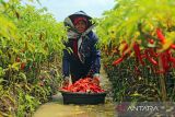 Petani memanen cabai merah di desa Widasari, Indramayu, Jawa Barat, Kamis (15/12/2022). Menurut petani, sejak sepekan terakhir harga cabai merah di tingkat petani di daerah tersebut mengalami kenaikan dari harga Rp15 ribu menjadi Rp20 ribu per kilogram. ANTARAFOTO/Dedhez Anggara/agr