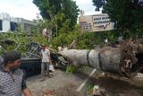 Mobil pick up hancur tertimpa pohon di Jalan Langko Mataram (Video)