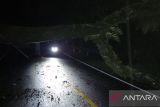 Hujan deras, pohon tumbang tutupi jalan nasional