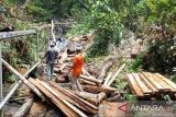 Polisi kehutanan buru pelaku pembalakan liar di Gunung Lengkuas Bintan