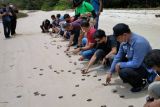 BKSDA Kalteng lepas liarkan seribu lebih anak penyu ke alam