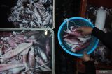Warga memilih cumi-cumi di Pasar Ikan Pabean Surabaya, Jawa Timur, Jumat (30/12/2022). Menjelang tahun baru pasar ikan itu ramai diserbu warga yang membeli sejumlah jenis ikan meskipun harga sejumlah jenis ikan laut mengalami kenaikan bervariasi disebabkan gelombang air laut tinggi dan cuaca ekstrim. Antara Jatim/Didik Suhartono