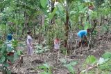 Ikhtiar petani di pinggir kota jaga kelestarian hutan Lampung