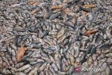 RIBUAN IKAN KARAMBA WADUK KEDUNG OMBO MATI