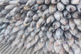 Perikanan Indonesia ekspor 205 ton ikan cakalang ke Jepang
