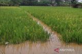 3.351 hektare tanaman padi di Kabupaten Kudus tergenang  banjir