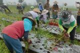 Kabupaten Temanggung perluas program 