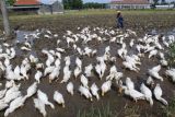 Peternak Bebek Peking Di Jombang