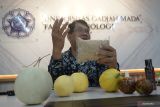 Dekan Fakultas Biologi UGM perkecil buah melon jadi seukuran apel