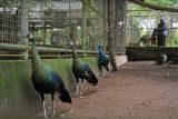 Wisata kebun binatang di Gowa