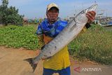 Nelayan mengangkat ikan hasil tangkapan di pelabuhan Dadap, Juntinyuat, Indramayu, Jawa Barat, Rabu (11/1/2023). Kementerian Kelautan dan Perikanan (KKP) mencatat Penerimaan Negara Bukan Pajak (PNBP) sektor perikanan tangkap sebesar Rp1,26 triliun atau naik 61 persen dari tahun sebelumnya sebesar Rp784 miliar. ANTARA FOTO/Dedhez Anggara/agr