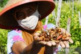 Cabai Rusak Akibat Hama Patek di Madiun. Petani memperlihatkan cabai yang rusak akibat serangan hama patek di Belerejo, Kebonsari, Kabupaten Madiun, Jawa Timur, Kamis (12/1/2023). Menurut petani tersebut, serangan hama patek mengakibatkan kerusakan hingga 80 persen, sehingga yang seharusnya bisa memanen dua kuintal per hari menjadi tinggal 40 kilogram per hari. ANTARA Jatim/Siswowidodo/zk