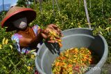 Seorang petani memanen cabai di Belerejo, Kebonsari, Kabupaten Madiun, Jawa Timur, Kamis (12/1/2023). Menurut petani di wilayah tersebut, dalam dua minggu terakhir harga cabai di tingkat petani mengalami kenaikan Rp10 ribu per kilogram, dari Rp40 ribu menjadi Rp50 ribu per kilogram. Antara Jatim/Siswowidodo