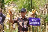 Petani Bunder Gunungkidul panen raya jagung