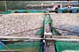 Belasan ton ikan di Danau Ranau Lampung Barat mati
