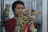 Peternak Kucing Bengal Di Malang