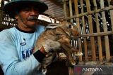 Peternak Sabar memantau kondisi kelinci ternakan di Cepoko, Panekan, Magetan, Jawa Timur, Minggu (15/1/2022). Kelinci hasil ternakan tersebut bila sudah berumur enam bulan ditawarkan dengan harga Rp35 ribu hingga Rp40 ribu per kilogram hidup untuk memenuhi kebutuhan konsumsi, dan Rp200 ribu per ekor untuk bibit ternak. ANTARA Jatim/Siswowidodo/zk 