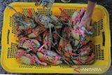 Petambak memanen kepiting bakau yang dibudidayakan di desa Tambak, Indramayu, Jawa Barat, Selasa (17/1/2023). Sejak beberapa tahun terakhir warga pesisir desa tersebut membudidayakan kepiting bakau karena permintaan pasar yang terus meningkat dengan harga Rp350 ribu per kilogram. ANTARA FOTO/Dedhez Anggara/agr