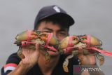 Petambak memanen kepiting bakau yang dibudidayakan di desa Tambak, Indramayu, Jawa Barat, Selasa (17/1/2023). Sejak beberapa tahun terakhir warga pesisir desa tersebut membudidayakan kepiting bakau karena permintaan pasar yang terus meningkat dengan harga Rp350 ribu per kilogram. ANTARA FOTO/Dedhez Anggara/agr
