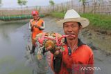 Petambak memanen kepiting bakau yang dibudidayakan di desa Tambak, Indramayu, Jawa Barat, Selasa (17/1/2023). Sejak beberapa tahun terakhir warga pesisir desa tersebut membudidayakan kepiting bakau karena permintaan pasar yang terus meningkat dengan harga Rp350 ribu per kilogram. ANTARA FOTO/Dedhez Anggara/agr