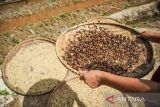 Petani mengeringkan biji kopi arabika di Desa Mekarmanik, Kabupaten Bandung, Jawa Barat, Selasa (17/1/2023). Kementerian Pertanian menargetkan sebanyak 810 ribu ton produksi pada komoditas kopi pada 2023 dari berbagai daerah di Indonesia. ANTARA FOTO/Raisan Al Farisi/agr