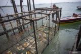 Nelayan Batam sambut musim ikan dingkis dengan pasang kelong